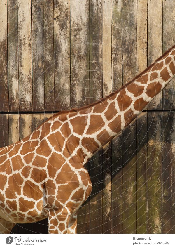 völlig kopflos Holz Tier Zoo Safari braun Giraffe scheckig Tor Fleck