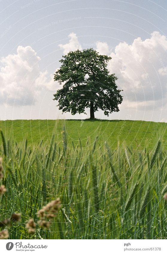 Wunderschöner Baum in Münsing grün Weizen Weizenfeld Wolken alter baum saftiges gras einzeln stehend Hügel Himmel