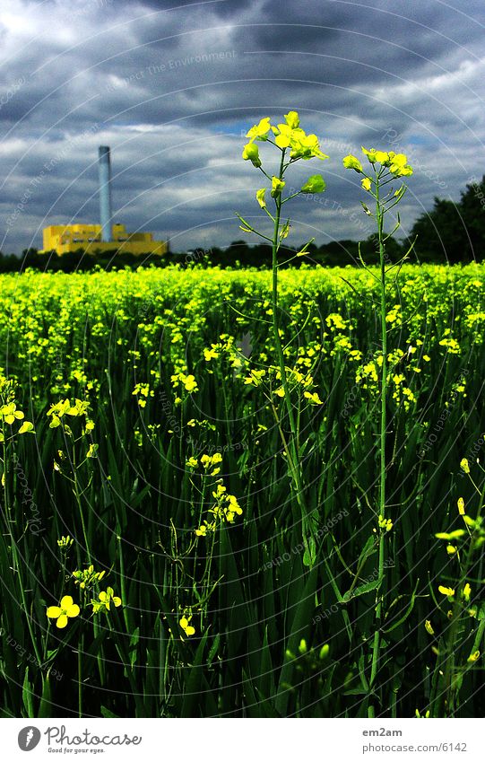 Der Schein trügt Fabrik gelb grün Wolken Sommer Blume Blüte Industriefotografie