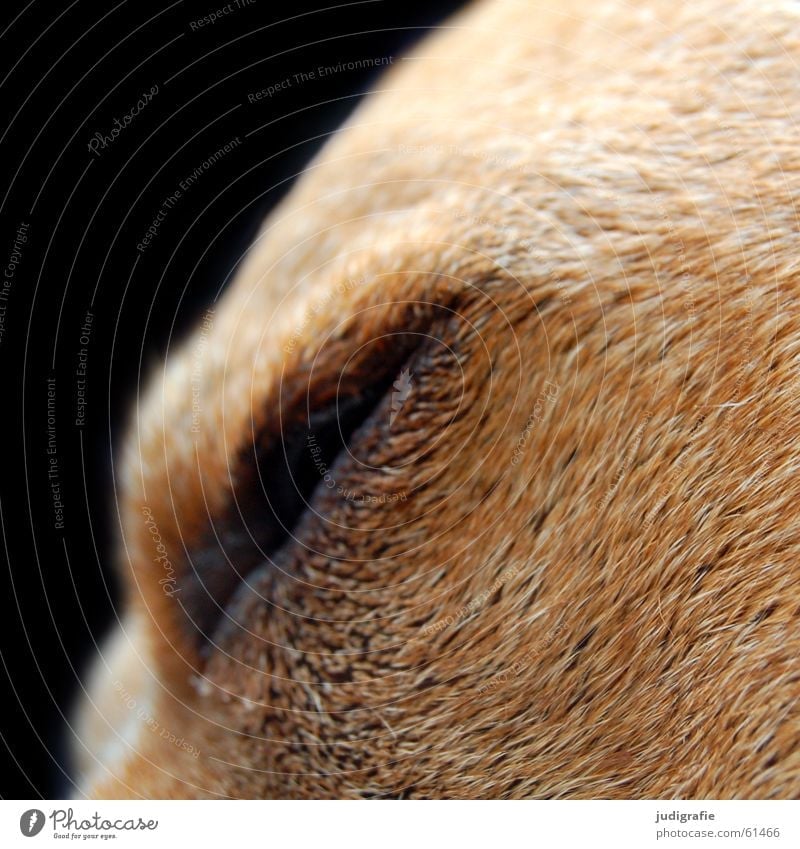 Hundemüde schlafen Fell braun schwarz Haustier weich Treue Müdigkeit Auge Haare & Frisuren vierbeiner dog ada