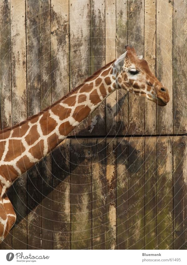 so nen Haaaals Zoo Safari Wand Tier braun Giraffe Fleck Hals Tor