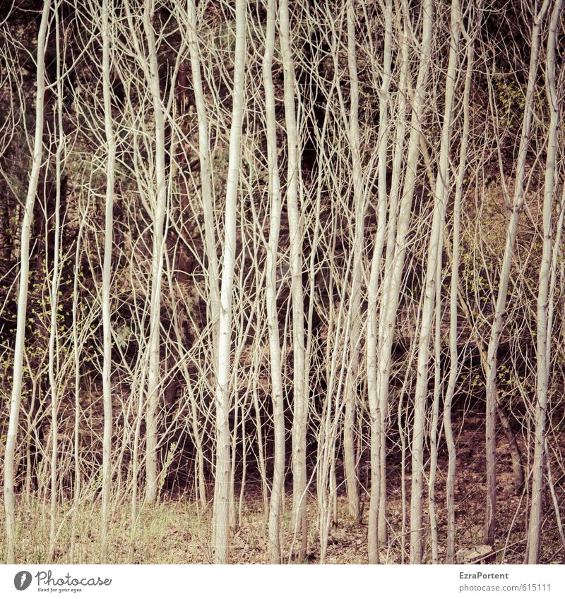 passt ins Bild Umwelt Natur Tier Herbst Klima Pflanze Baum Gras Park Wald Holz Linie hell grau grün weiß Strukturen & Formen Sträucher viele dünn mehrere