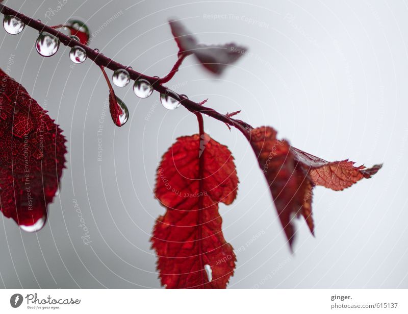 I can't help it. Umwelt Natur Pflanze Herbst Regen Sträucher Blatt ästhetisch glänzend schön kalt nass rund rot Wassertropfen hängend rotbraun Blick nach unten