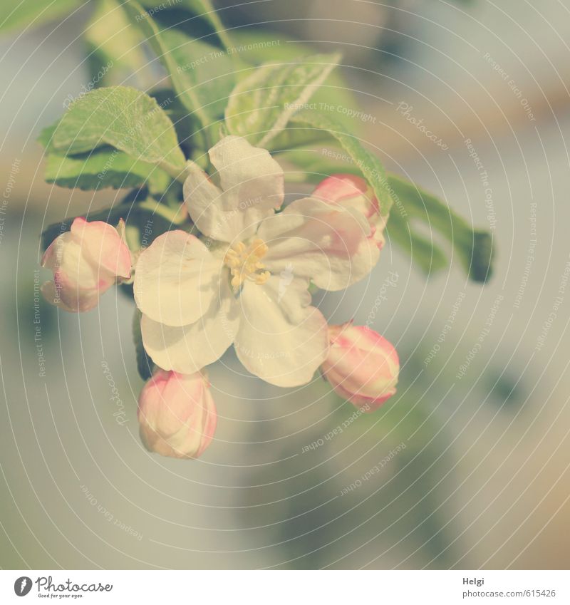 !Trash! | Filter-Experiment... Umwelt Natur Pflanze Frühling Schönes Wetter Baum Blatt Blüte Nutzpflanze Apfelblüte Blütenknospen Garten Blühend Wachstum