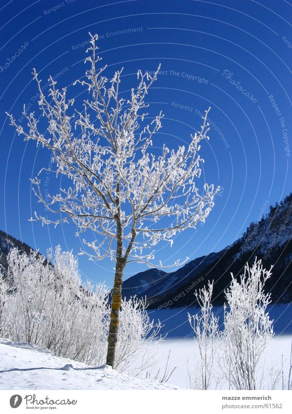 Weiss-Blaue Geschichten Winter See Bundesland Tirol Baum Schnee Eis Frost Berge u. Gebirge Kristallstrukturen Himmel weis blau