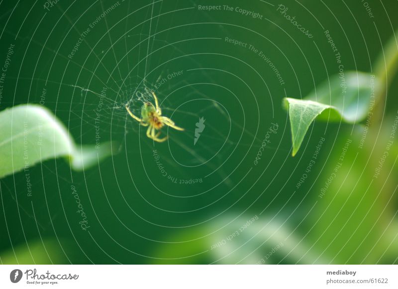 Spider Spinne grün Tier fangen Blatt gewebt Netz Netzwerk auf der lauer kleinstlebewesen Appetit & Hunger sehr klein Garten Außenaufnahme