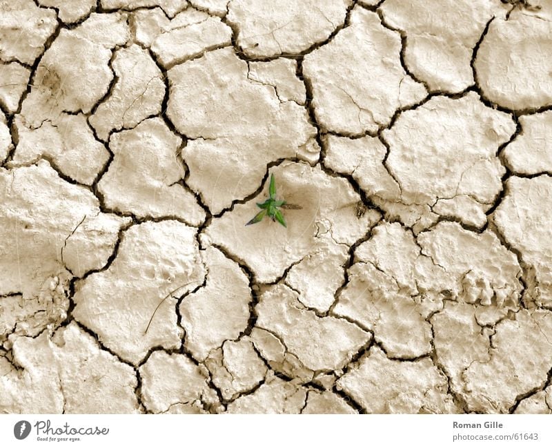 Last Survivor beige trocken Pflanze grün klein Einsamkeit Außenaufnahme Wüste einzel Riss Erde Bodenbelag Graffiti hell