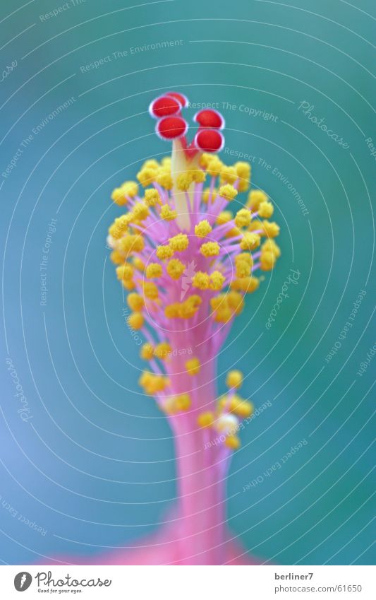 Hibiskus-Stempel Blume Blüte Staubfäden rot gelb magenta Makroaufnahme