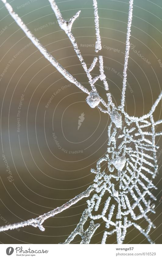 gefrostet Netz Natur Winter Eis Frost kalt grau weiß Raureif Spinnennetz Makroaufnahme Detailaufnahme Farbfoto Gedeckte Farben Außenaufnahme Nahaufnahme