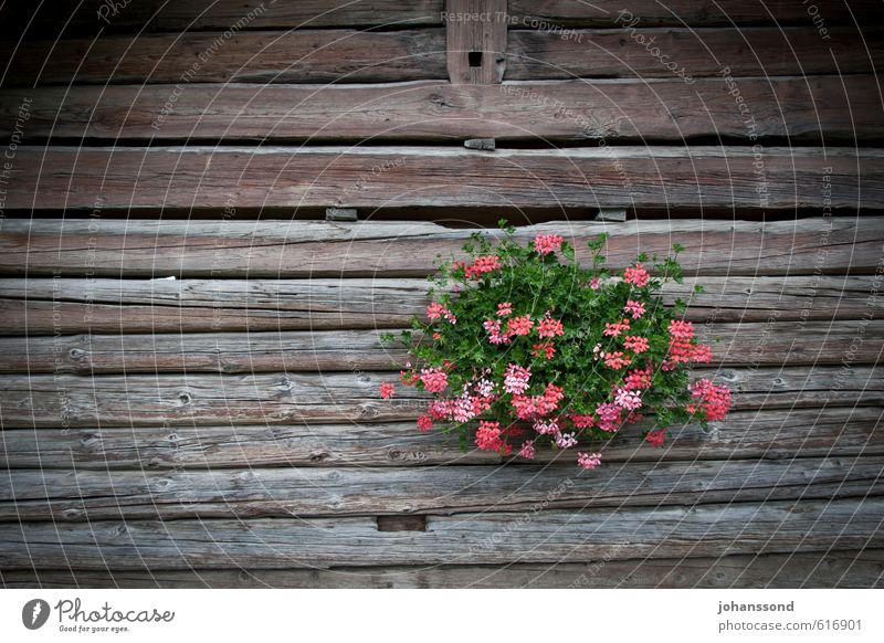 Blumenschmuck Dekoration & Verzierung Pflanze Topfpflanze Hütte Holzhaus Blumenstrauß Erholung genießen alt schön braun Zufriedenheit Lebensfreude ästhetisch