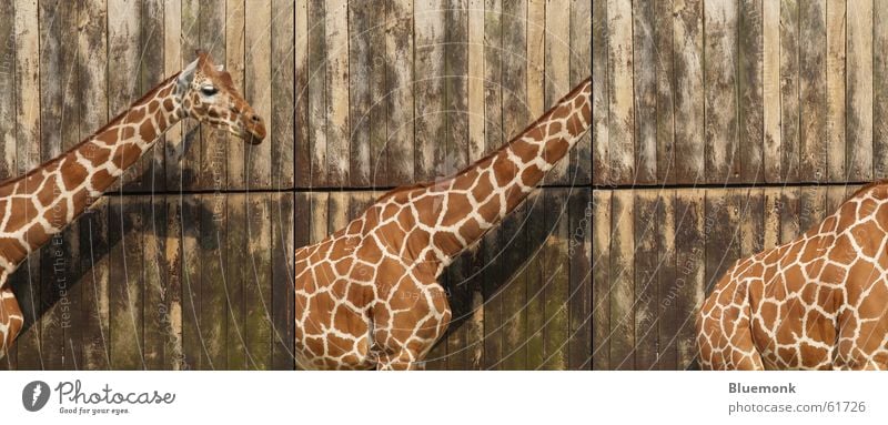 die drei lustigen zwei Zoo Safari Holz Starschnitt Reihe Giraffe Tor Fleck Rücken Hals triple
