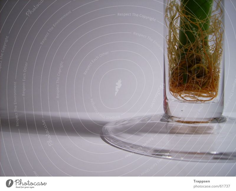 Pflanze in Vase Wurzel Wasser
