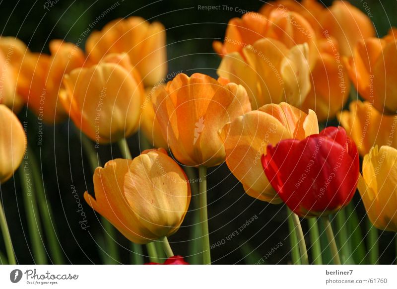 Aussenseiter - Spitzenreiter Frühling Blume Frühblüher Tulpe Beet rot gelb Stengel