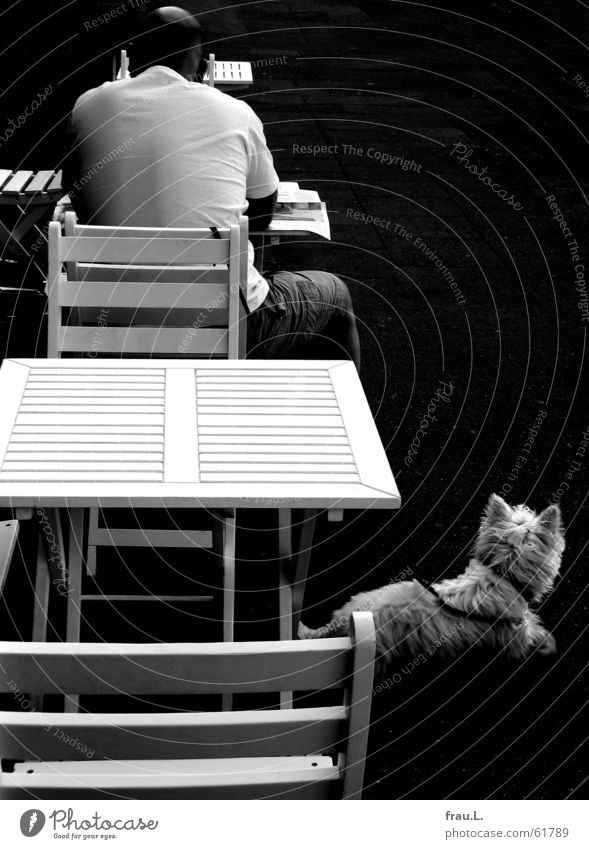 Straßencafe Mann lesen Zeitung Hund Café hart Tisch Straßencafé Morgen Gastronomie Säugetier Stuhl Rücken Kontrast