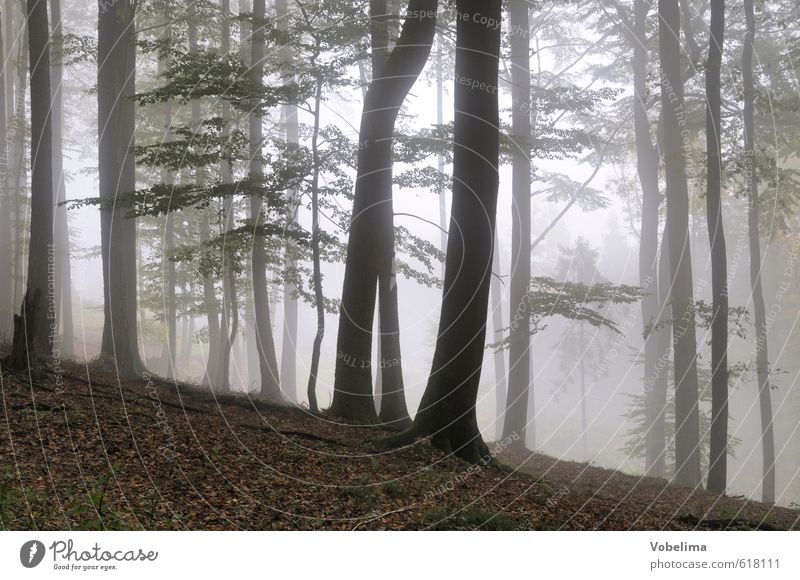 Nebel im Wald Natur Landschaft Luft Herbst Wetter Baum Traurigkeit braun schwarz weiß Trauer unheimlich mystisch Baumstamm Farbfoto Außenaufnahme Menschenleer