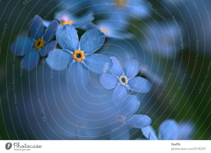blau und romantisch blüht Vergissmeinnicht heimisch romantische Blumen Romantik Vergissmeinnichtblüte Frühlingsblume blaue Blumen Wildpflanzen Frühlingstag Mai