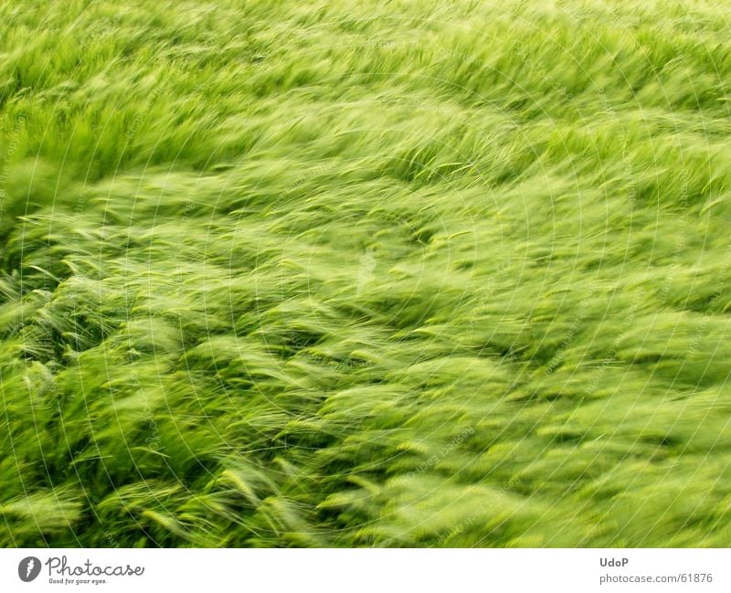 Fields of Green grün Gerste Mai Wellen weich Reifezeit Wind Getreide Wachstum barley may waves