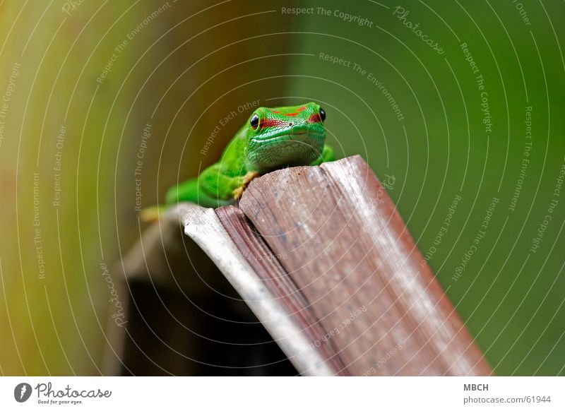 Aussichtspunkt Gecko grün rot Muster Schnauze nah braun Nasenloch Tier Blatt Madagaskar Auge streif Scheune Maul