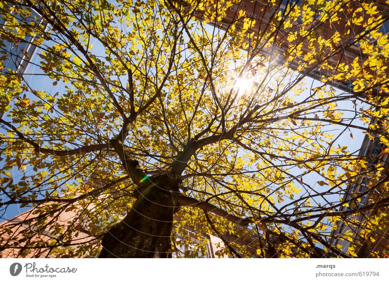 Sonne Umwelt Natur Wolkenloser Himmel Klima Schönes Wetter Baum Laubbaum Baumstamm Gebäude Wachstum Gesundheit gigantisch hell schön Wärme Stimmung himmelwärts