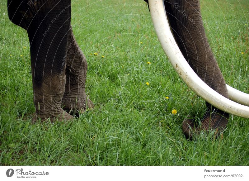 Dickhäuter Elefant Wiese Gras Tier Zirkus Stoßzähne Rüssel Safari Afrika Fressen dickhäuter cirkus Gebiss Beine Ernährung tusker tusks proboscis
