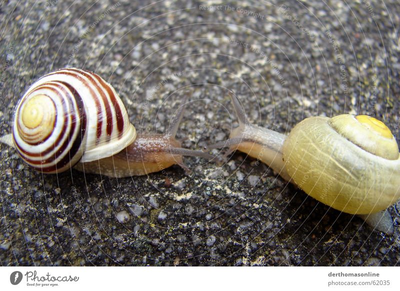 Speed-Dating Schnecke Haus Glätte nah langsam Steinboden krabbeln snail glibber Auge annähern ran kommen slowly total langweilig komm alter geh ran