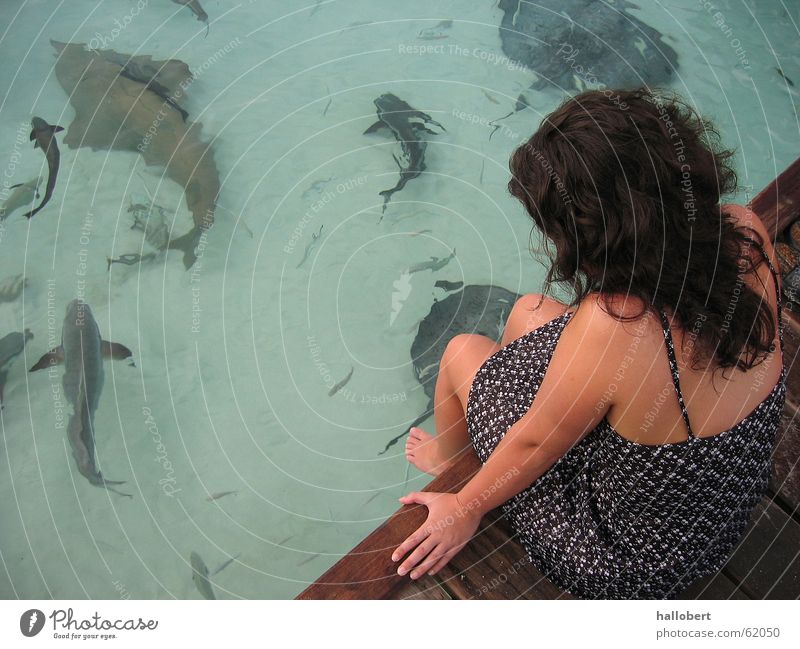 Malediven 03 Meer Haifisch Steg Frau Ferien & Urlaub & Reisen Strand Küste Wasser Fisch traumurlaub maldives traum urlaub