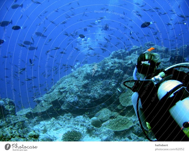 Malediventauchschule Meer Frau Taucher tauchen Riff Wassersport Fisch Unterwasseraufnahme traumurlaub