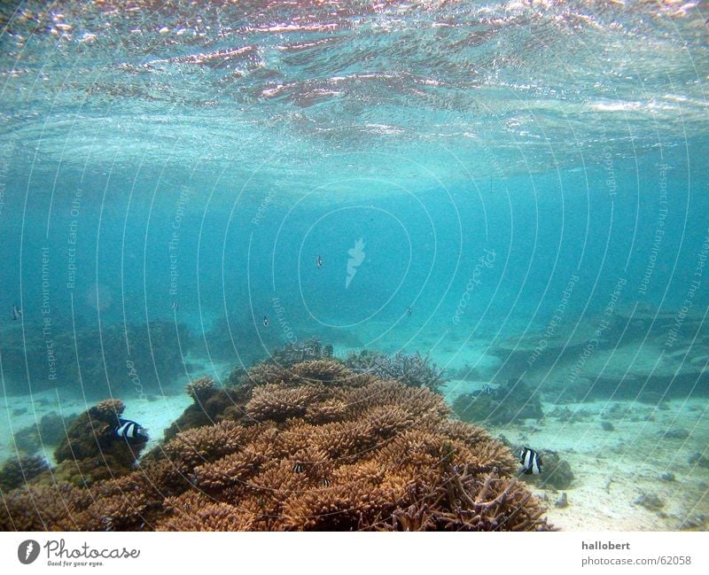 Schnorcheln auf Mauritius 01 Meer Riff tauchen Malediven Wasser Unterwasseraufnahme traumurlaub meer von unten maldives