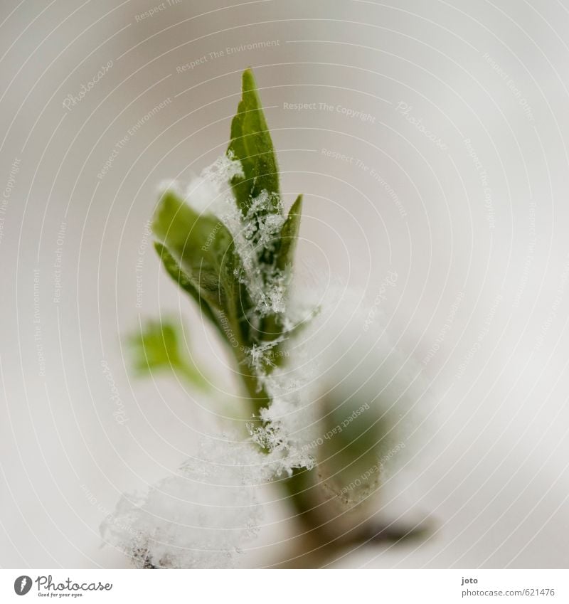 zugeschneit Natur Pflanze Winter Schnee Sträucher Blatt Blühend tragen Wachstum kalt nass grün ruhig Leben Schneeflocke weiß Frühblüher sprießen Frühling