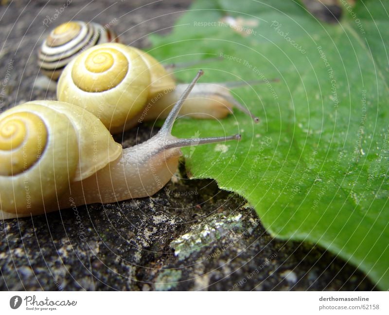 Schlecke Schnecke Haus Blatt Grünpflanze grün Stielauge Erfolg Verlierer Gefäße dünn zerbrechlich Schleimspur langsam Ernährung lecker frisch Glätte Ekel