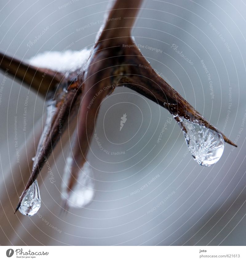 freeze Natur Wasser Wassertropfen Winter Eis Frost Schnee kalt nass Spitze weiß Kraft ruhig stagnierend Vergänglichkeit Wachstum Naturphänomene Dorn Sträucher