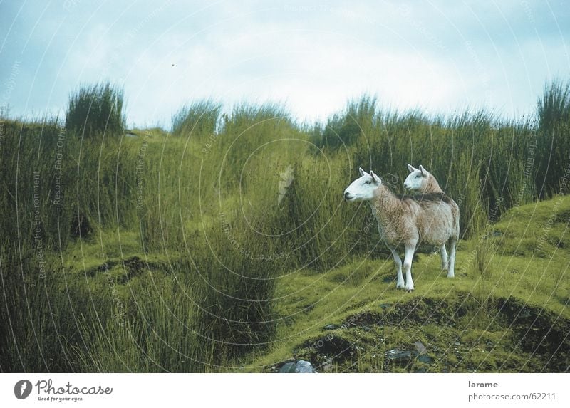 Doppelkopf Schaf Tier Nutztier Schottland Schottisches Hochlandrind Gras Alm Landwirtschaft Natur Freiheit Landschaft