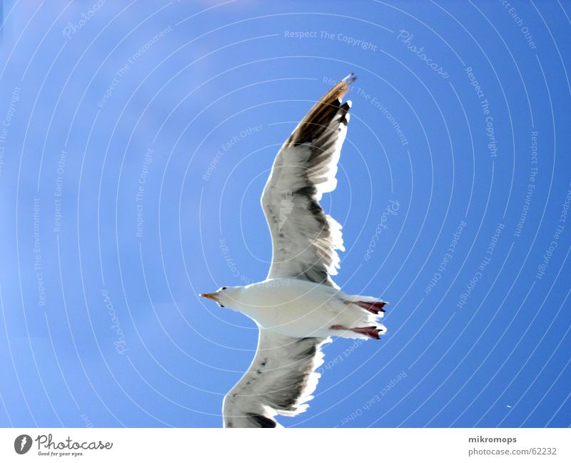 möwe im blauen Möwe Albatros unten Froschperspektive Wolken frei Freiheit Flügel fliegen Himmel