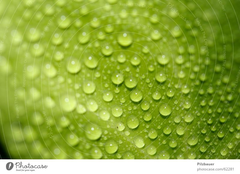 Tropfen grün Blatt Zoomeffekt Pflanze Wassertropfen Makroaufnahme Nahaufnahme Garten Natur