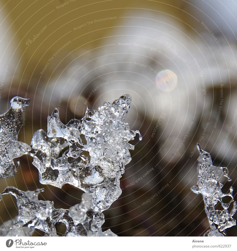 Kristallwelten Natur Urelemente Wassertropfen Winter Klimawandel Wetter Eis Frost Kristalle Eiskristall frieren glänzend kalt braun weiß bizarr einzigartig