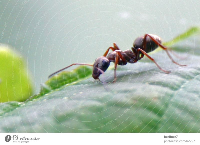 Ameisen-Makroversuch Insekt Blatt grün Natur Makroaufnahme