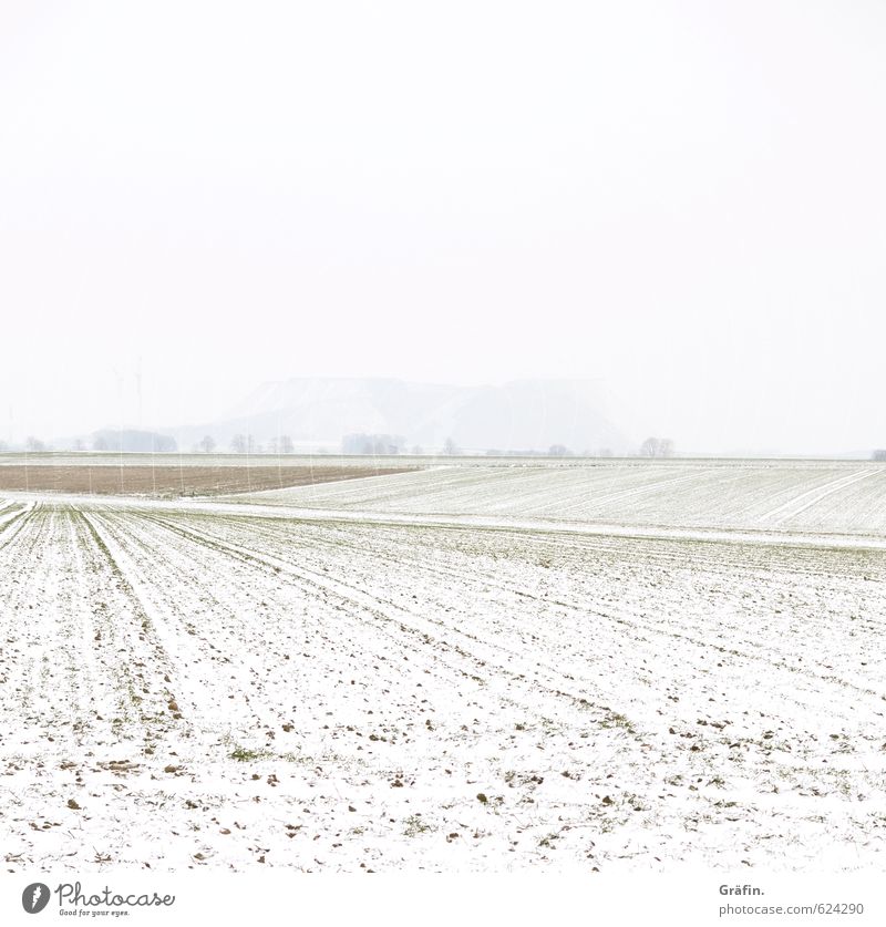 Wetter | Heiter bis neblig Landschaft Erde Winter schlechtes Wetter Nebel Schnee Feld Hügel kalt braun weiß Einsamkeit Klima Natur Umwelt unsichtbar Farbfoto