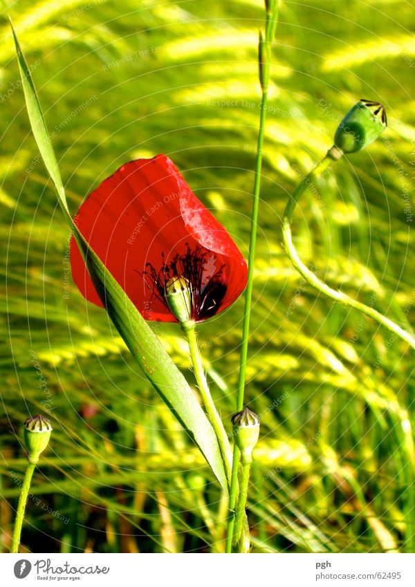 Mohn im Wind Blume Weizenfeld grün rot Wiese Gras