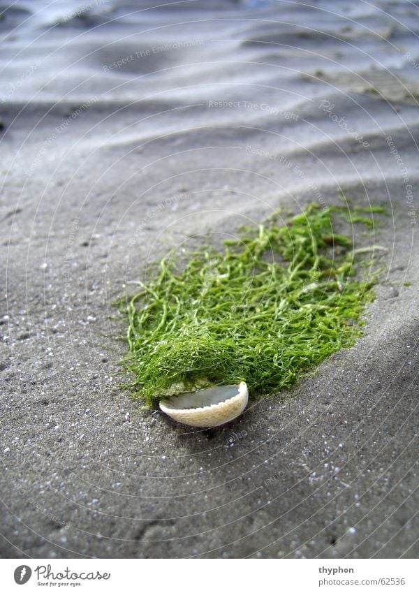 Muscheltoupet Algen Strand Perücke Wellen Meer grün Wattenmeer Republik Irland Sand Makroaufnahme
