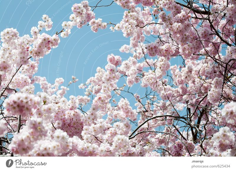 Frühblüher Natur Pflanze Wolkenloser Himmel Frühling Schönes Wetter Kirschbaum Kirschblüten Zweig Blühend Wachstum ästhetisch frisch hell natürlich neu schön