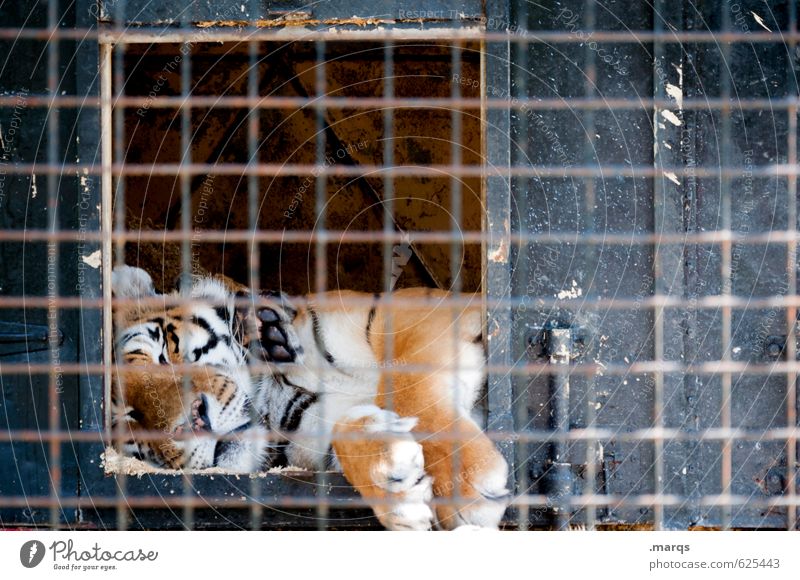 Verschlafen Tier Wildtier Zoo Tiger 1 Käfig Gitter Erholung liegen gefährlich Fell gefangen König maskulin Pfote Raubkatze Umwelt faulenzen Farbfoto
