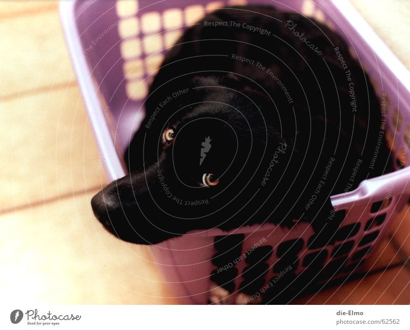 Hund im Wäschekorb schwarz süß violett Flur Angst Verwechslung boarder collie Fliesen u. Kacheln Waschen hundewäsche waschmaschiene dazugehörigkeit