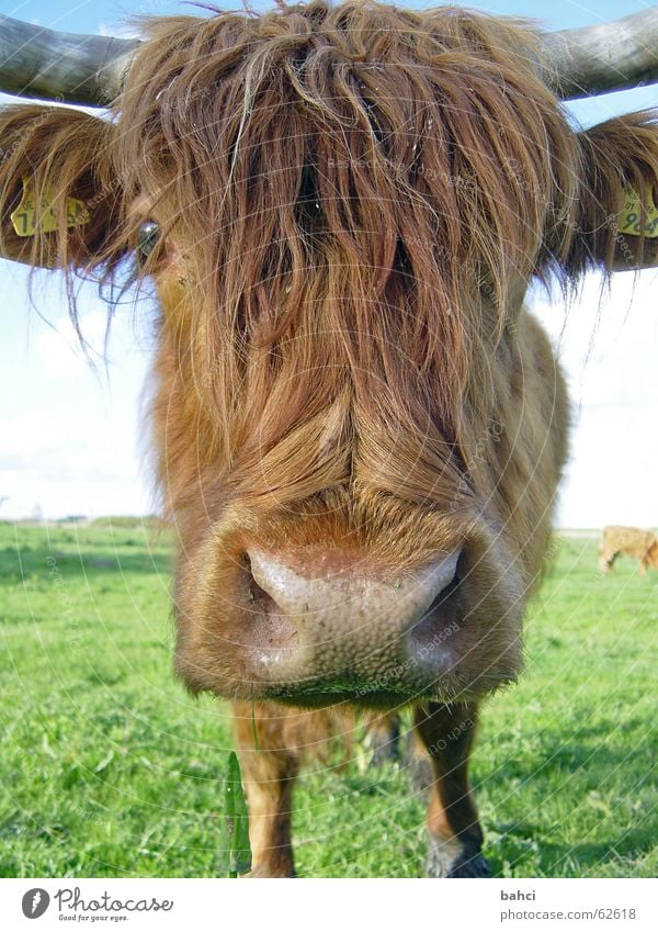 Schau mir tief in die Augen ... Tier Gras Wiese Kuh buschig Rind Vieh Viehweide Weide Farbfoto Nahaufnahme Detailaufnahme Menschenleer Tierporträt Blick