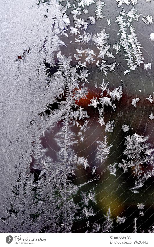 Eisfedern Natur Urelemente Wasser Winter Frost Fenster Fensterscheibe Glas Kristalle frieren ästhetisch dunkel fest kalt gelb grau grün rot weiß komplex rein