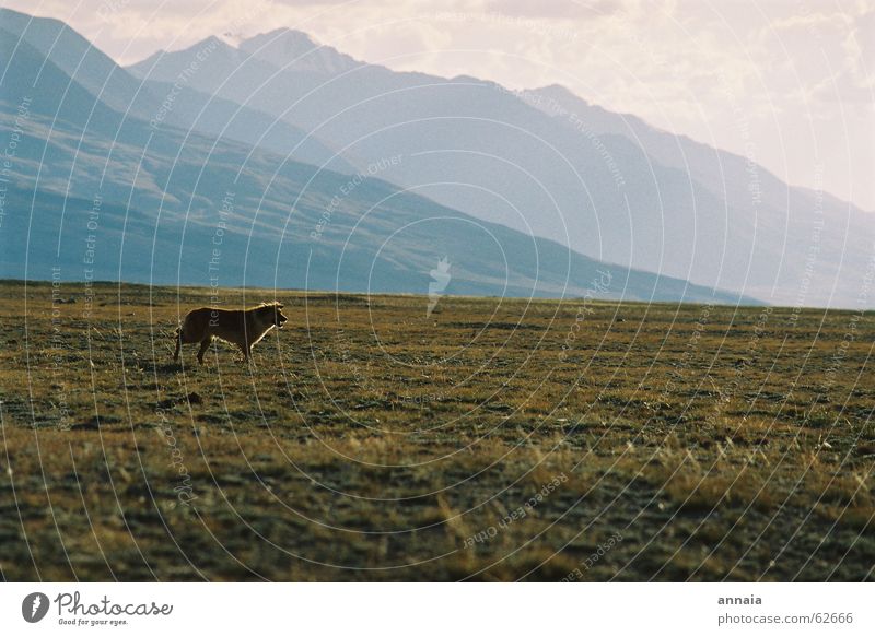 Hundeleben Kulisse Steppe Gras frei Berge u. Gebirge hills kirgistan kyrgistan kirgisistan Ferne Freiheit frei laufen dog