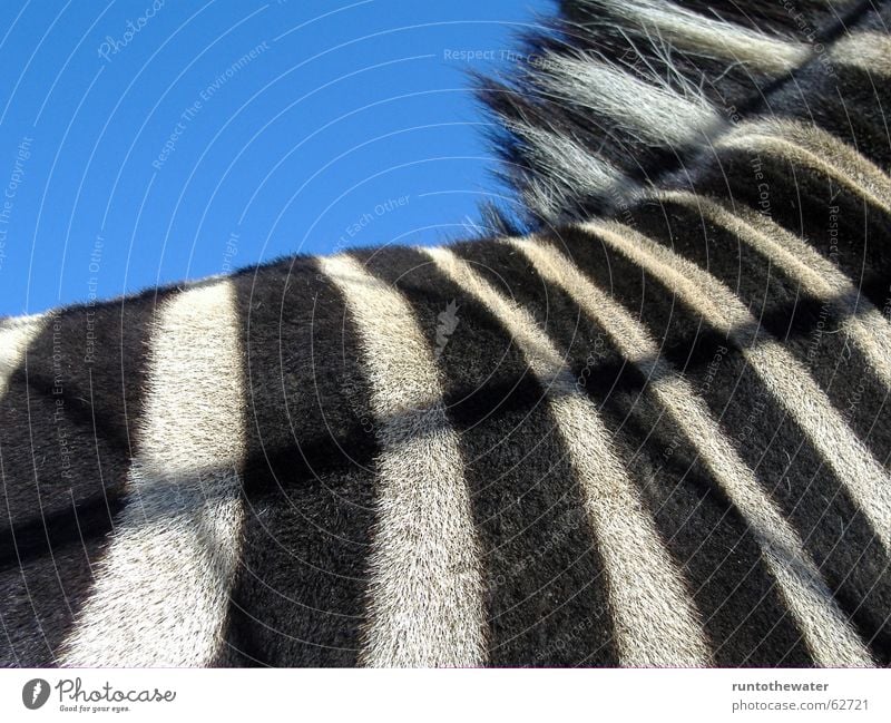 Musterhaft Zebra gefangen schwarz weiß gestreift Streifen Tier Zoo Afrika Fernweh Himmel Rücken Detailaufnahme