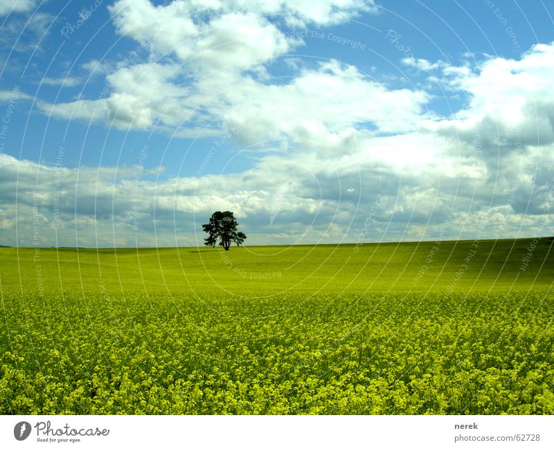Das Rapsfeld  und der einsame Baum Feld Wiese Wolken schlechtes Wetter gelb grün Frühling Mittagspause Tag Benzin Diesel rein Himmel Schatten Bioprodukte