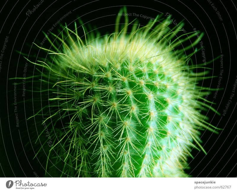 green cactus Kaktus grün Zimmerpflanze stachelig Schmerz schwarz gefährlich Stachel weiße stacheln Makroaufnahme Wüste