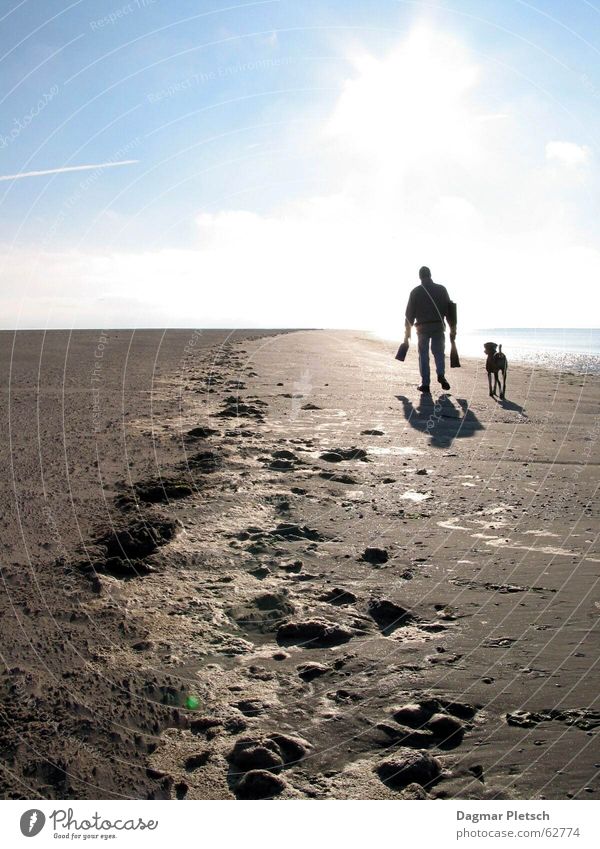 Strandlauf Freiheit Sonne Meer Sand Wasser Küste Nordsee Hund laufen Zusammensein blau braun gold Wattenmeer Außenaufnahme Licht Schatten Reflexion & Spiegelung