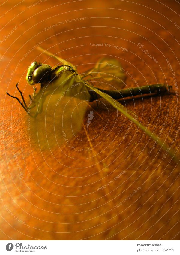 ausgetrocknet Libelle Insekt Tier Schwanz stechen Biene fliegen Holz Muster Tisch Stillleben grün braun gelb Beginn Teich Sommer Nahaufnahme schimmern Unschärfe